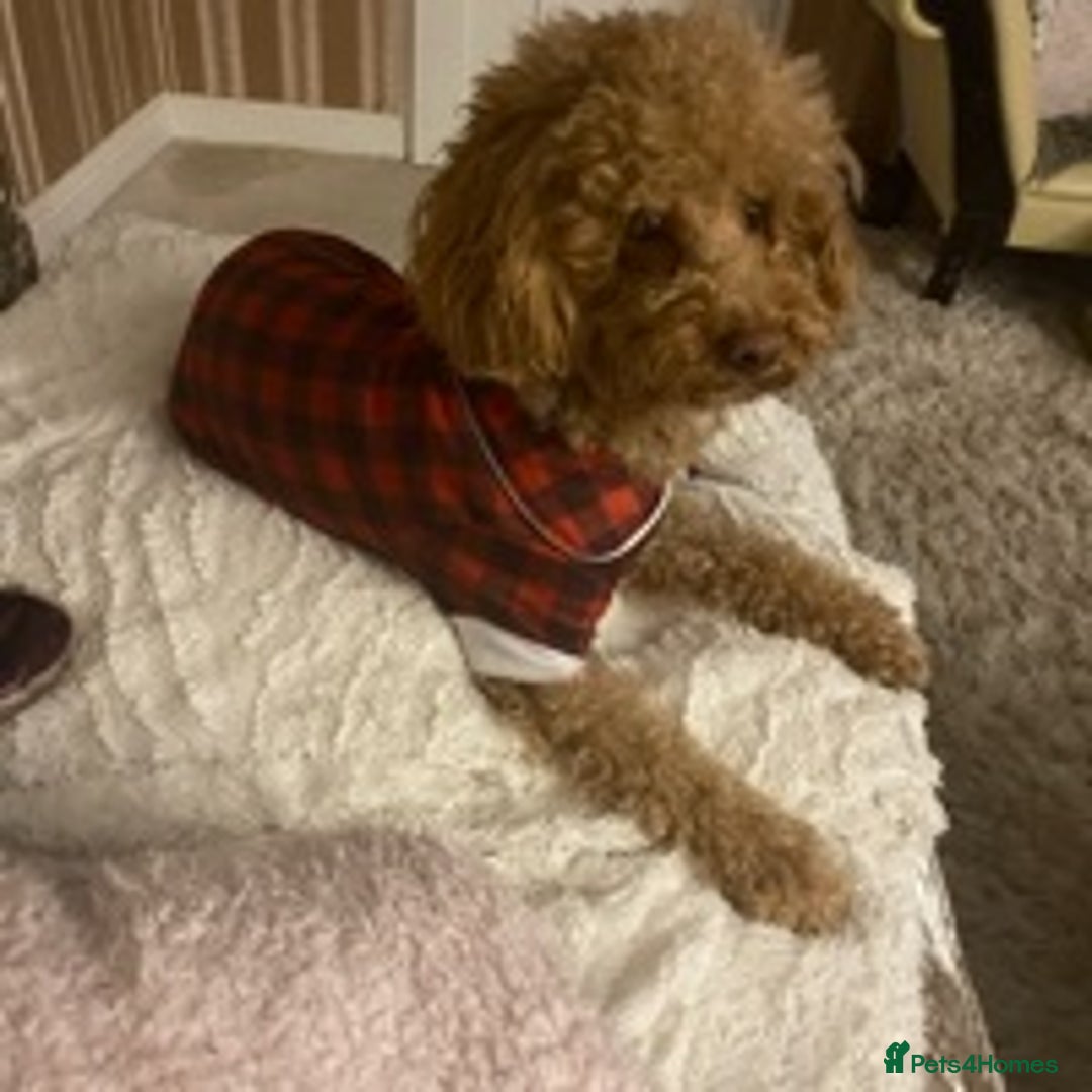 Toy Poodle dogs for stud: RED TOY POODLE KC REGISTERED PROVEN STUD in Derby - Image 13