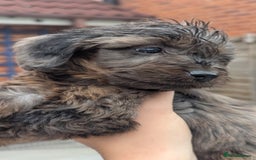 Cockapoo dogs for sale: Cockapoo Puppies (TOY) - Image 16