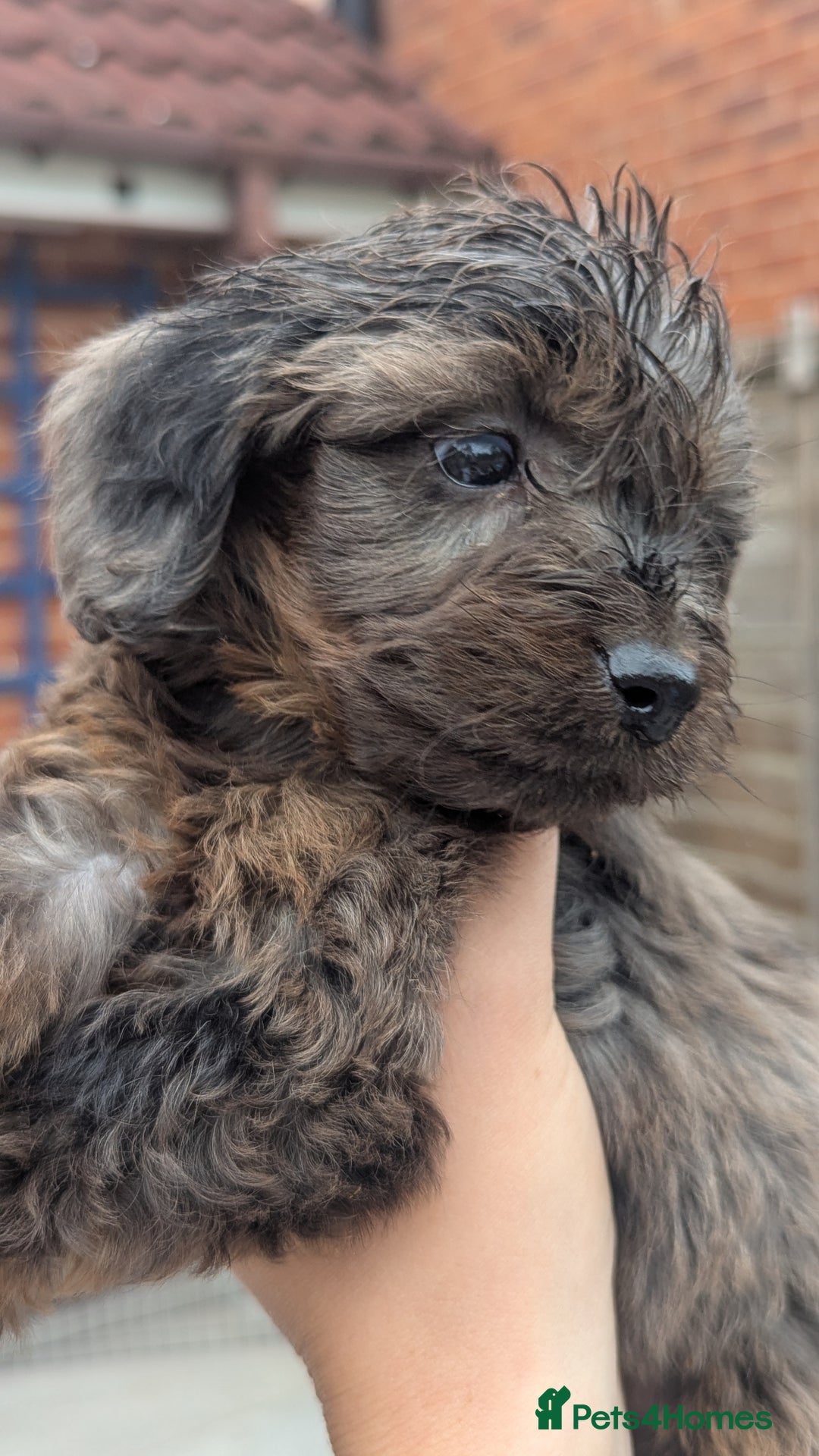 Cockapoo dogs for sale: Cockapoo Puppies (TOY) - Image 16