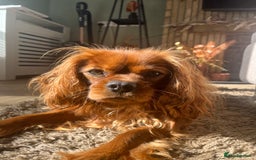 Cavalier King Charles Spaniel dogs for sale: King Charles Cavalier  - Image 2