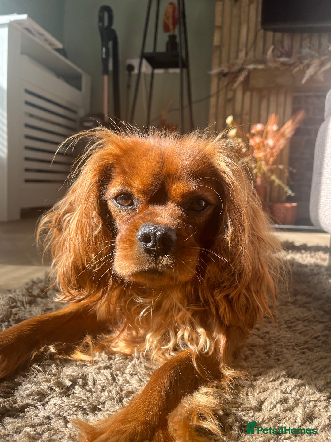 Cavalier King Charles Spaniel dogs for sale: King Charles Cavalier  - Image 2