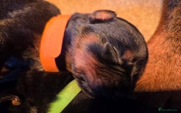 Rottweiler dogs for sale: Rottweiler  - Image 21