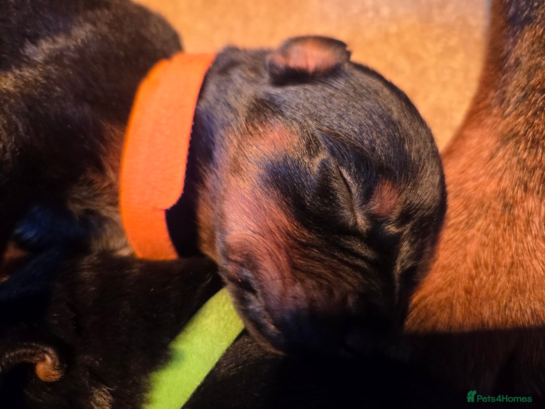 Rottweiler dogs for sale: Rottweiler  - Image 21