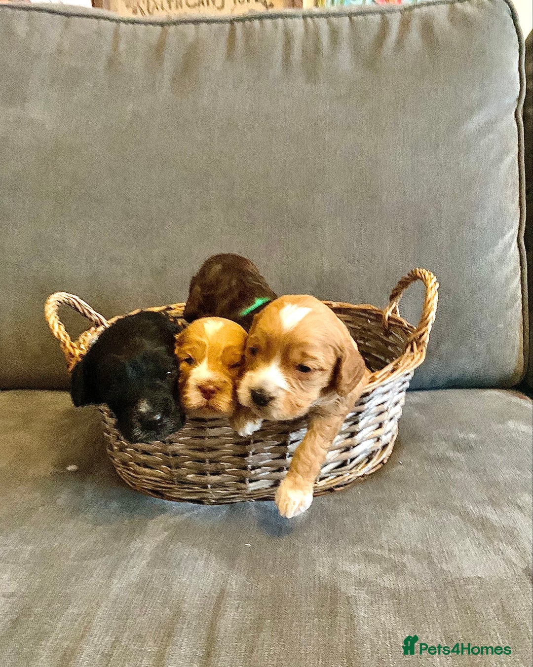 Cockapoo dogs for sale: Cockapoo F1b - Advert 7