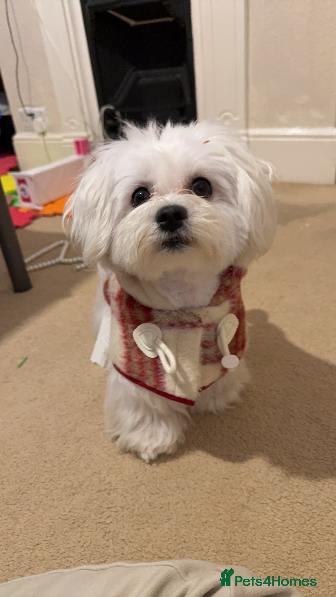 Maltese dogs kc registered Maltese Male for stud - Advert 7