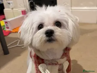 Maltese dogs kc registered Maltese Male for stud - Advert 7