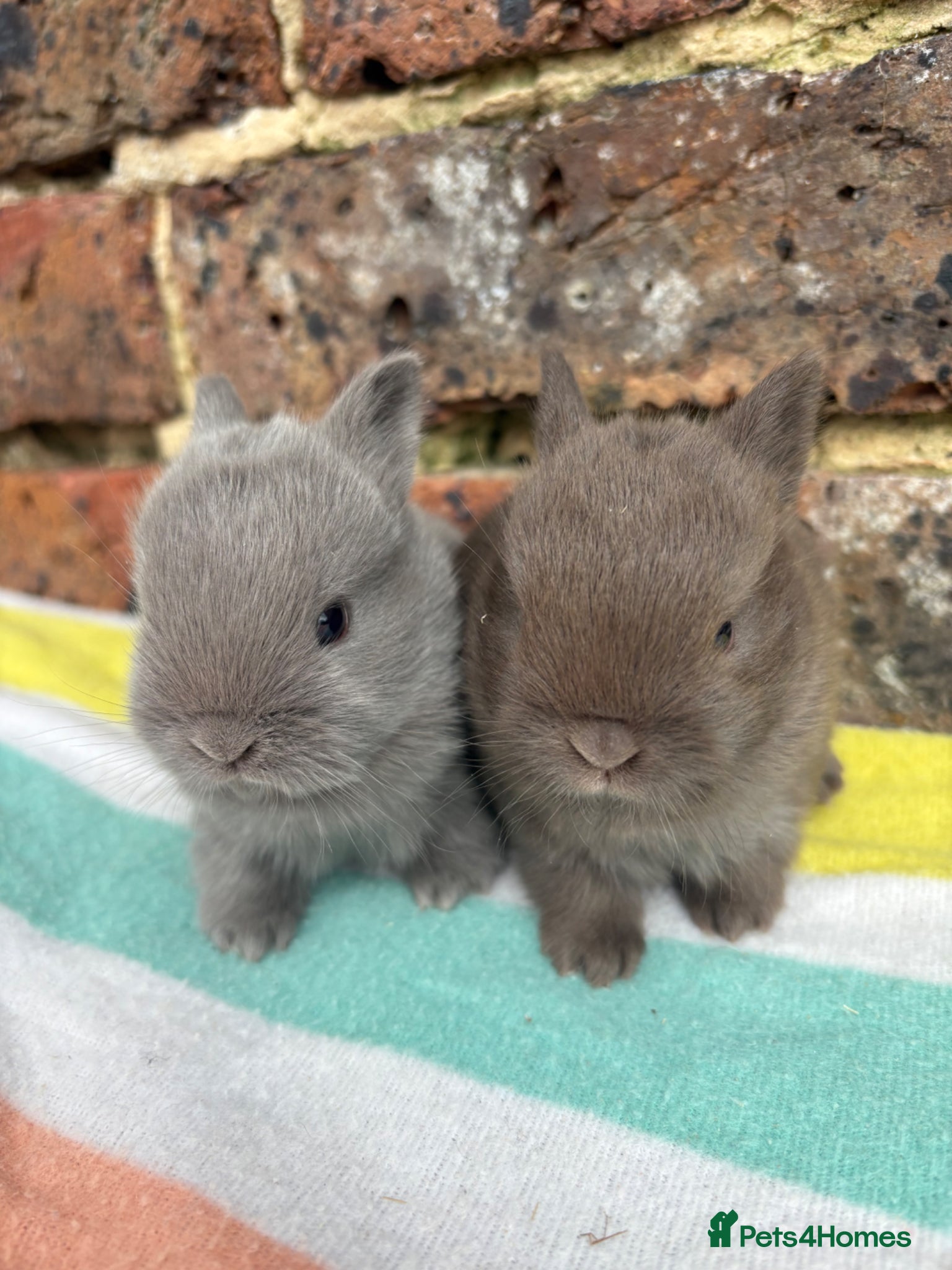 Netherland Dwarf rabbits Sweet Netherland dwarf bunnies  - Advert 8