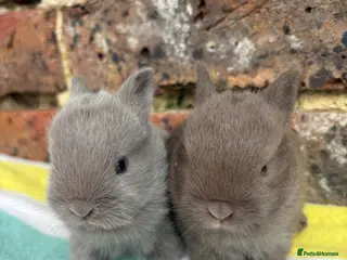 Netherland Dwarf rabbits Sweet Netherland dwarf bunnies - Advert 8