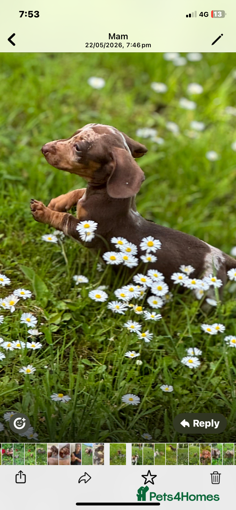 Miniature Dachshund dogs KC Miniature dachshund  - Advert 1