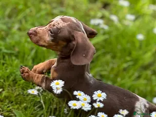 Miniature Dachshund dogs KC Miniature dachshund - Advert 1