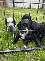 Cocker Spaniel dogs - Advert 5