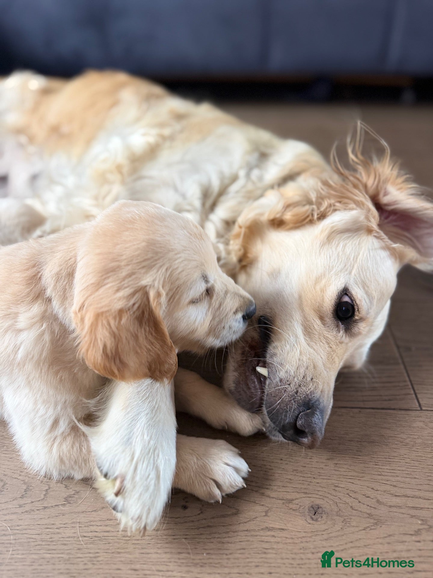 Golden Retriever dogs Golden Retriever Puppies  - Advert 1