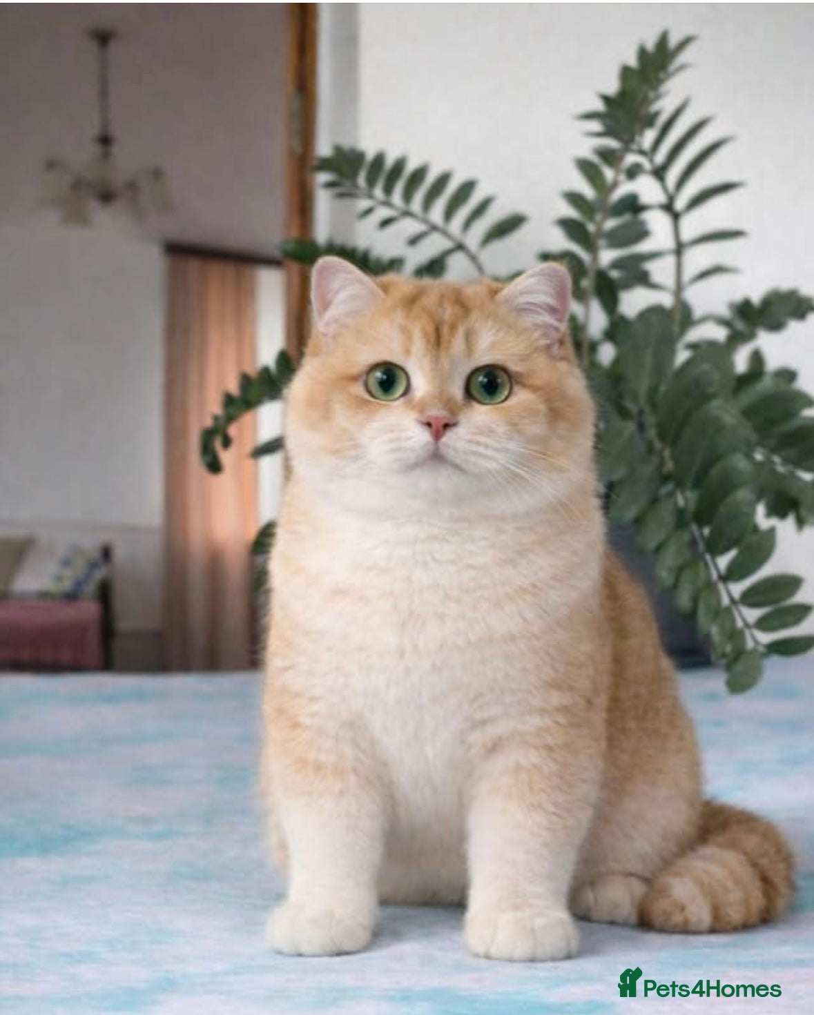 British Shorthair cats ⭐️⭐️⭐️⭐️⭐️Exceptional Pedigree Line - Advert 2