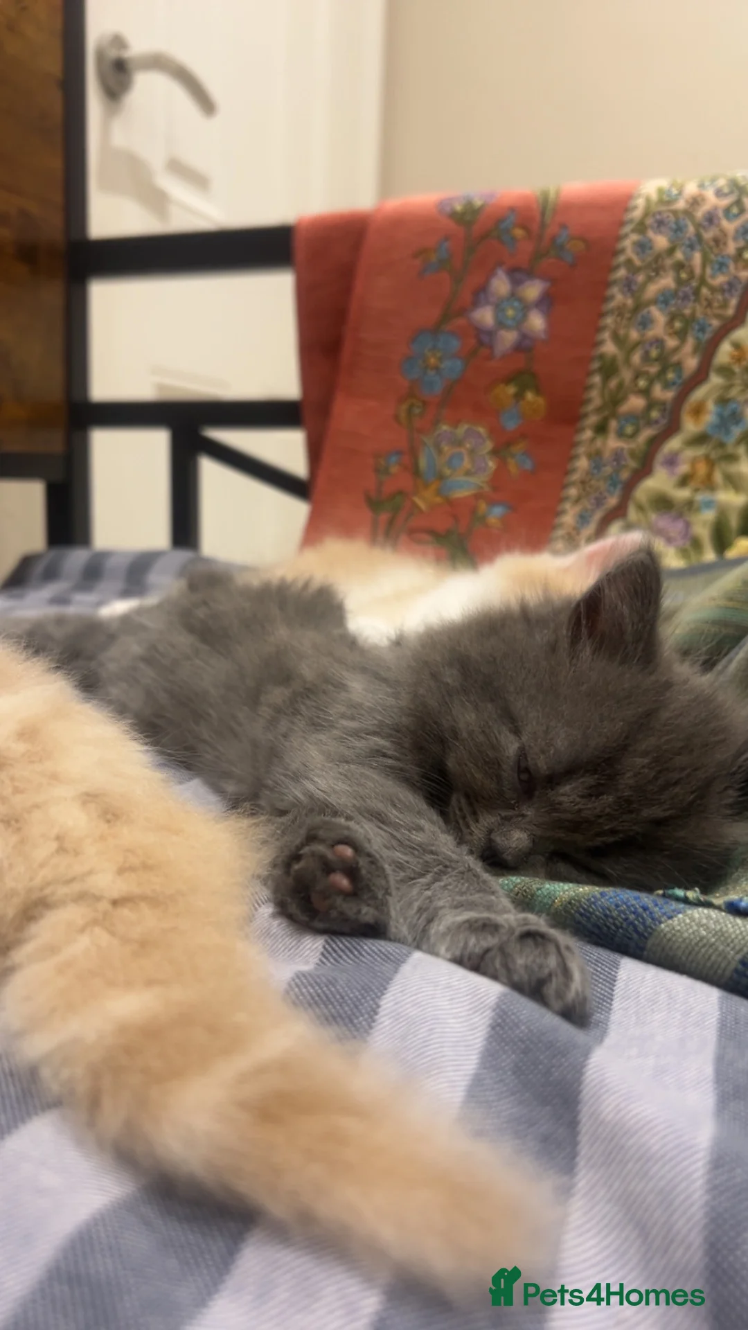 Mixed Breed cats for sale: £400 tortoise shell mix persian kittens - Advert 2