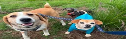 Mixed Breed dogs for adoption: LUCIA - ALL HEART ❤️ CUDDLES & FUN in Derby - Advert 9