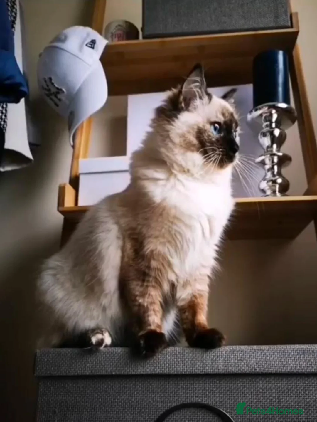 Mixed Breed cats for sale: Half-Ragdolls Kitties in Sheffield - Advert 2