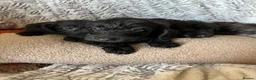 Doxiepoo dogs for sale: Ready to leave Doxiepoos, Jet Black girl and boy  - Advert 23