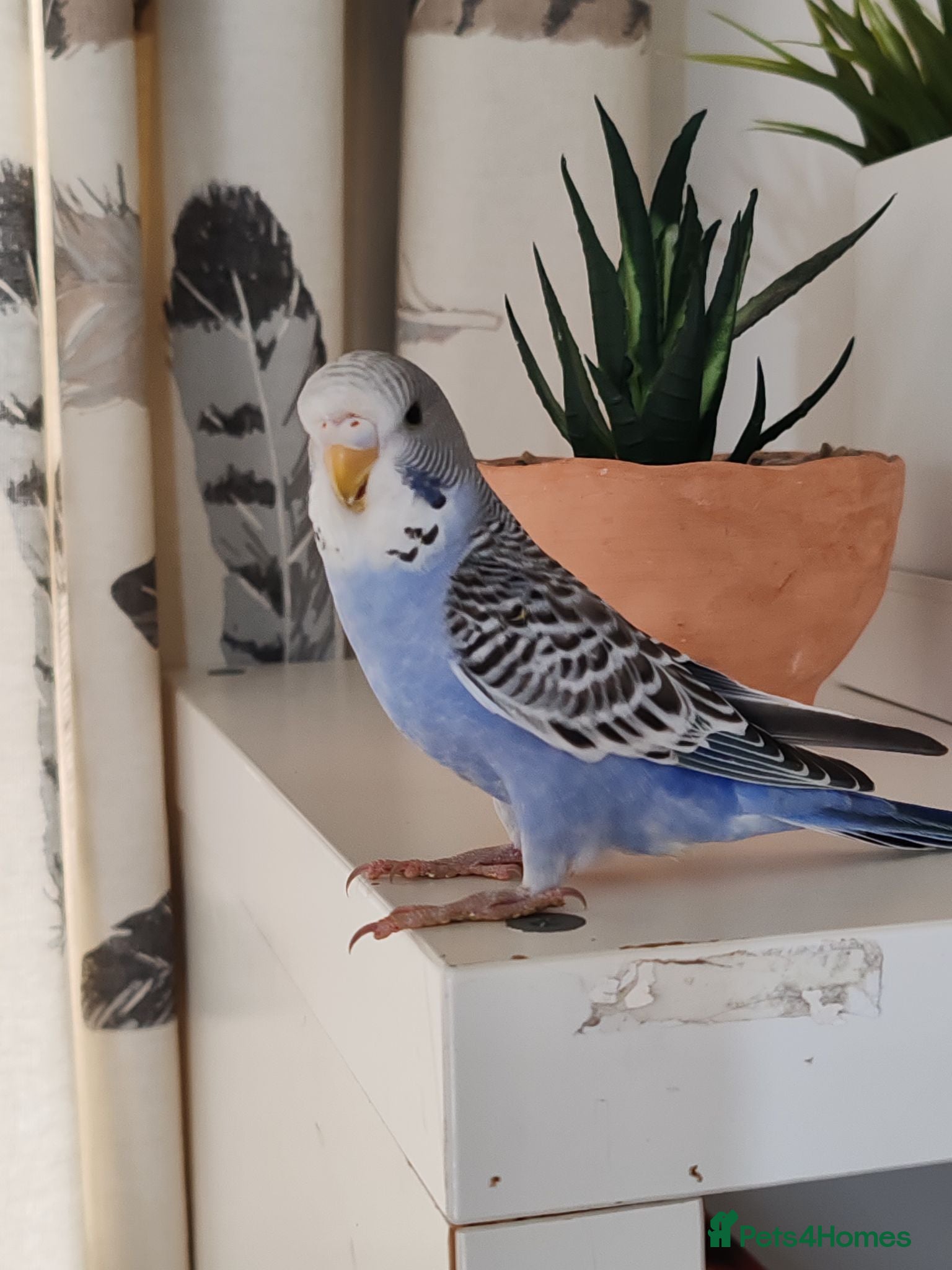 Budgerigars birds Budgies 16 weeks old - Advert 6