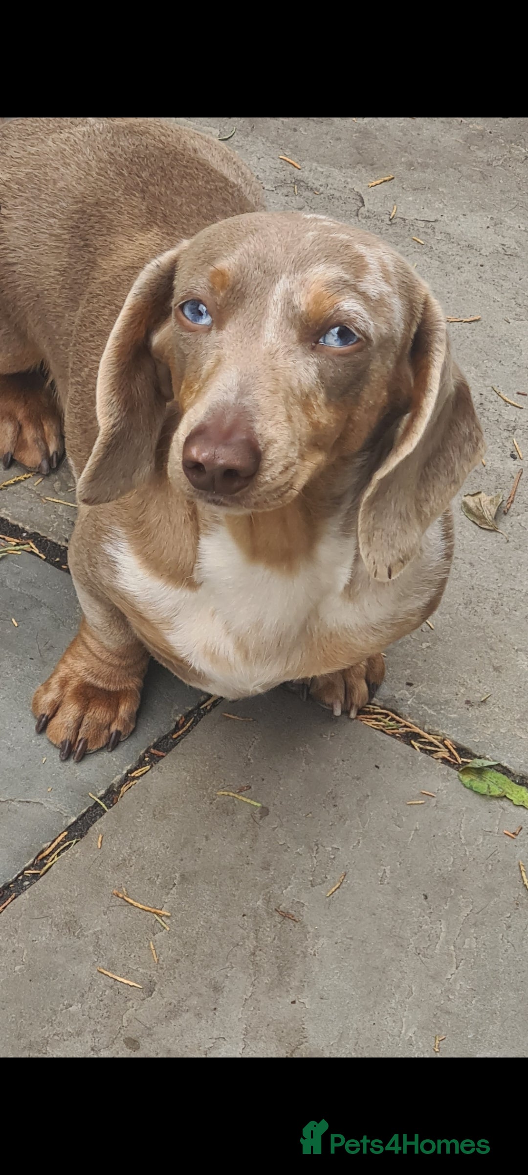 Miniature Dachshund dogs Beautiful girl Zayla looking for forever home - Advert 1