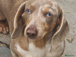 Miniature Dachshund dogs Beautiful girl Zayla looking for forever home - Advert 18
