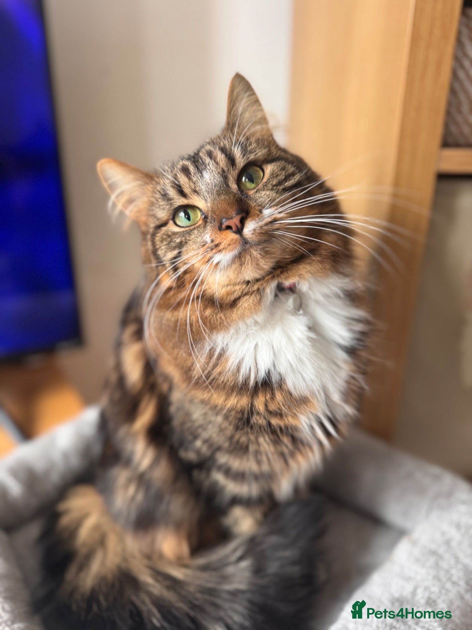 British Longhair cats Tabby long haired female  - Advert 1