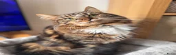 British Longhair cats for sale: Tabby long haired female  in Leeds - Advert 1