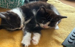 British Shorthair cats for sale: 5 gorgeous kittens - Image 9