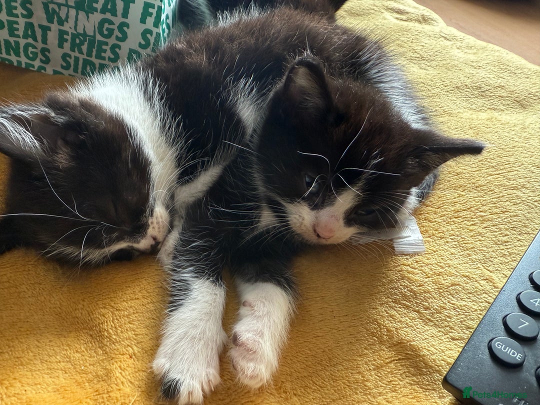 British Shorthair cats for sale: 5 gorgeous kittens - Image 9