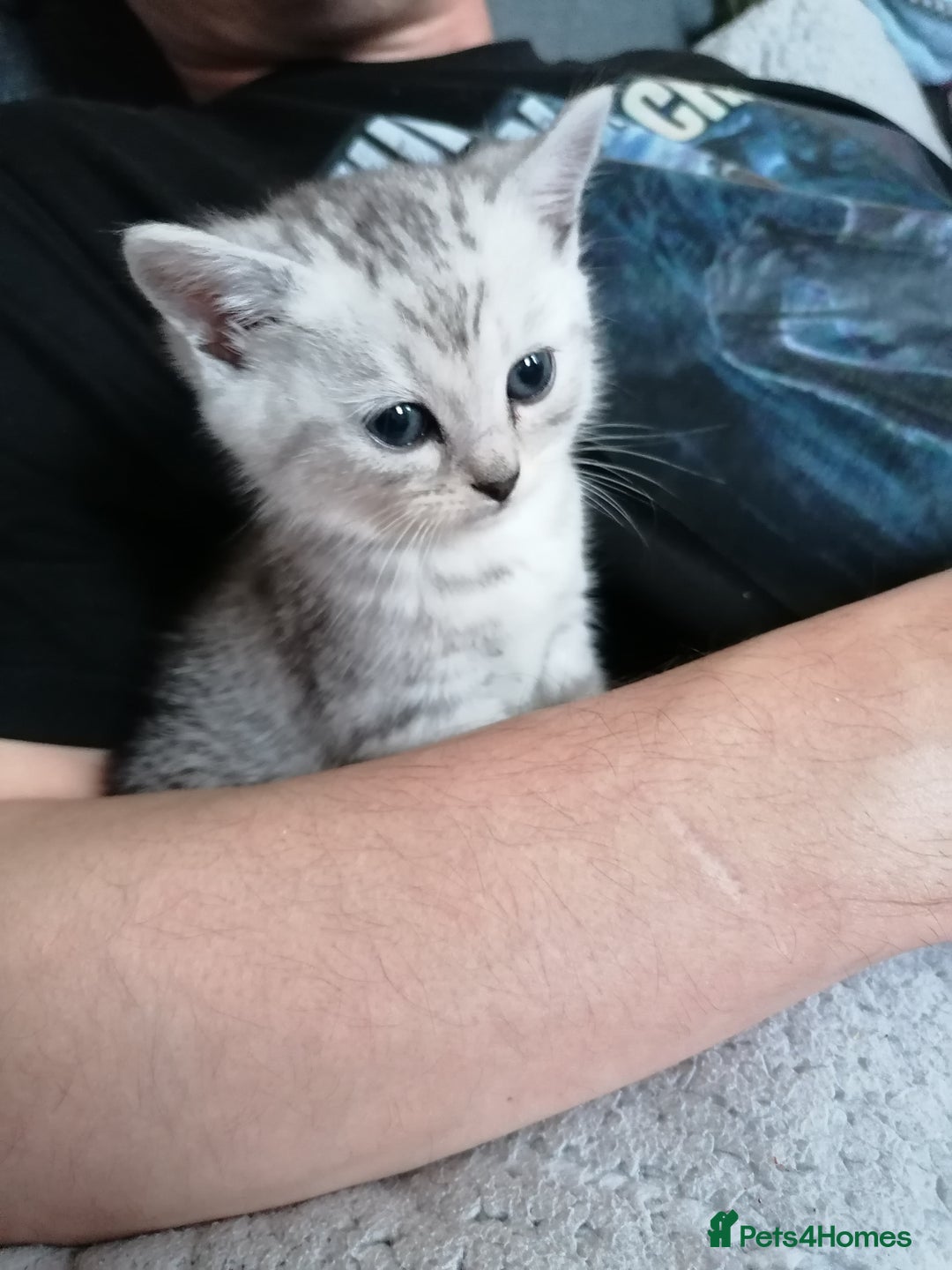 Mixed Breed cats for sale: Ragdoll x persian - Advert 9