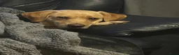 Labrador Retriever dogs for sale: Gorgeous Labrador puppies  in Forfar - Advert 6