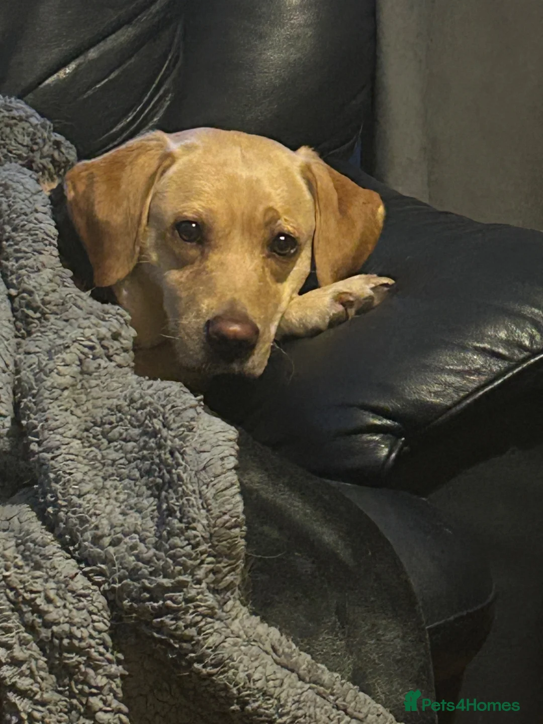 Labrador Retriever dogs for sale: Gorgeous Labrador puppies  in Forfar - Advert 6