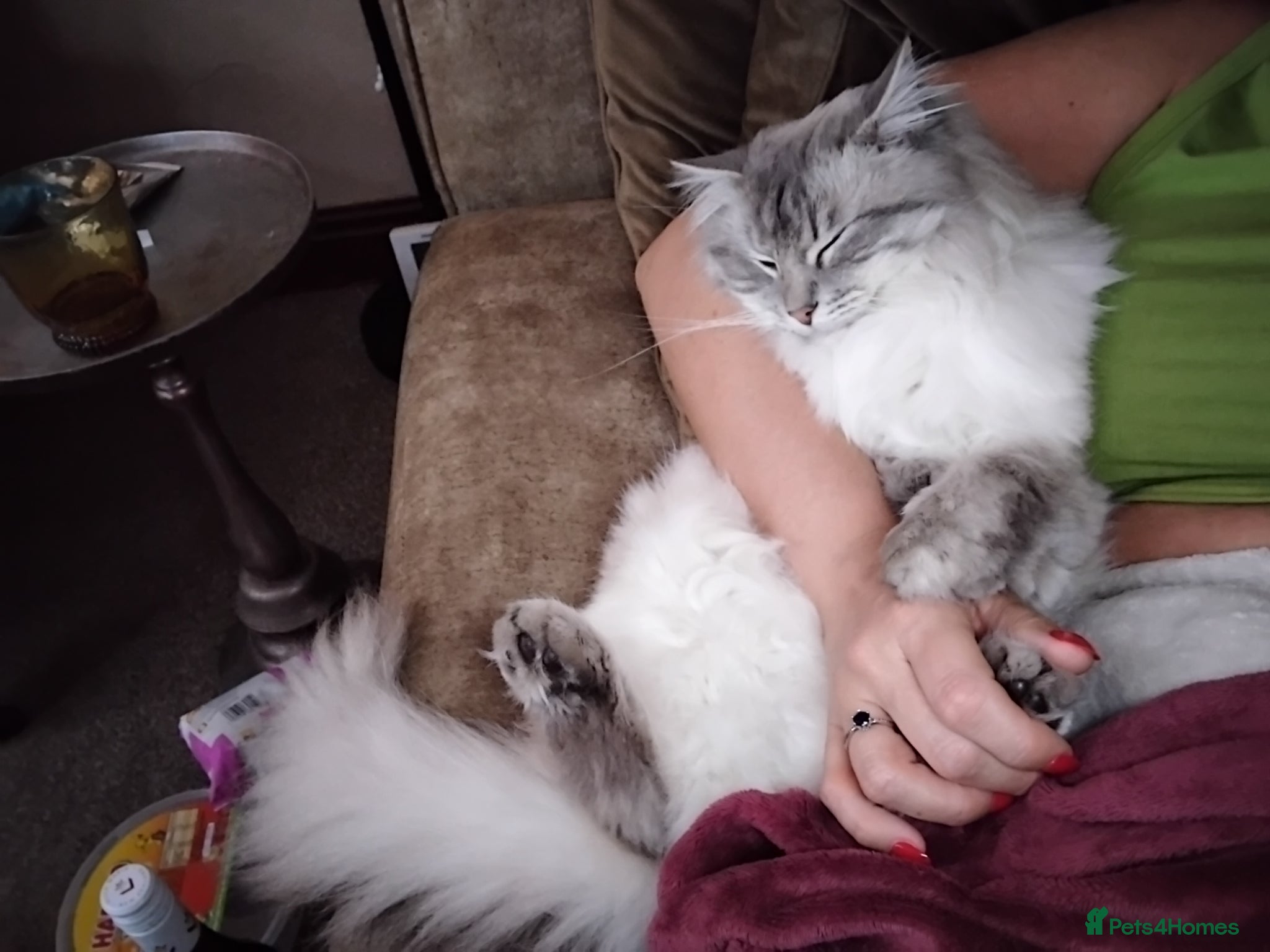 Ragdoll cats for stud: Beautiful 3 year old Ragdoll for stud  - Advert 6