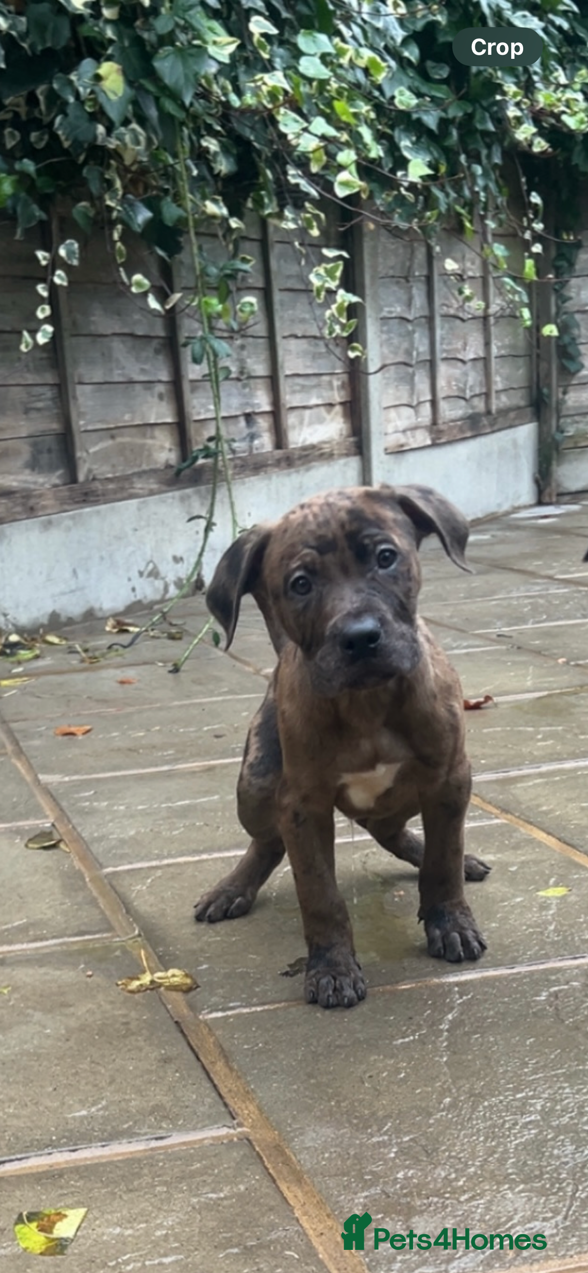 Mixed Breed dogs Staffy X  - Advert 6