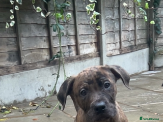 Mixed Breed dogs Staffy X - Advert 14