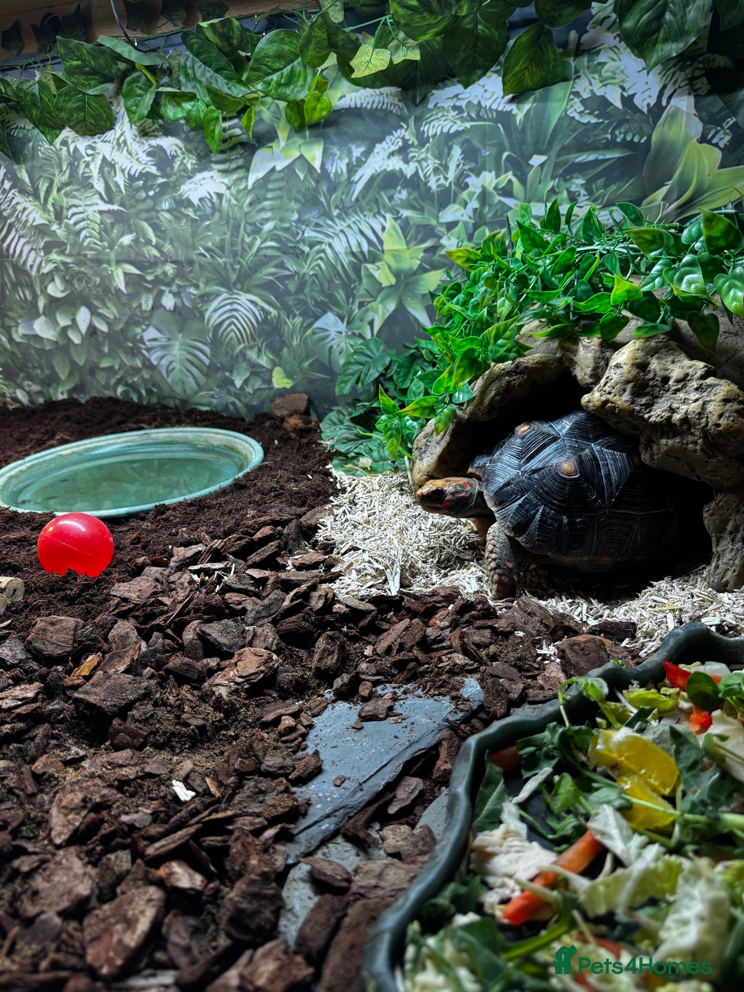 Tortoise reptiles for sale: Redfoot tortoise and enclosure all in - Advert 8