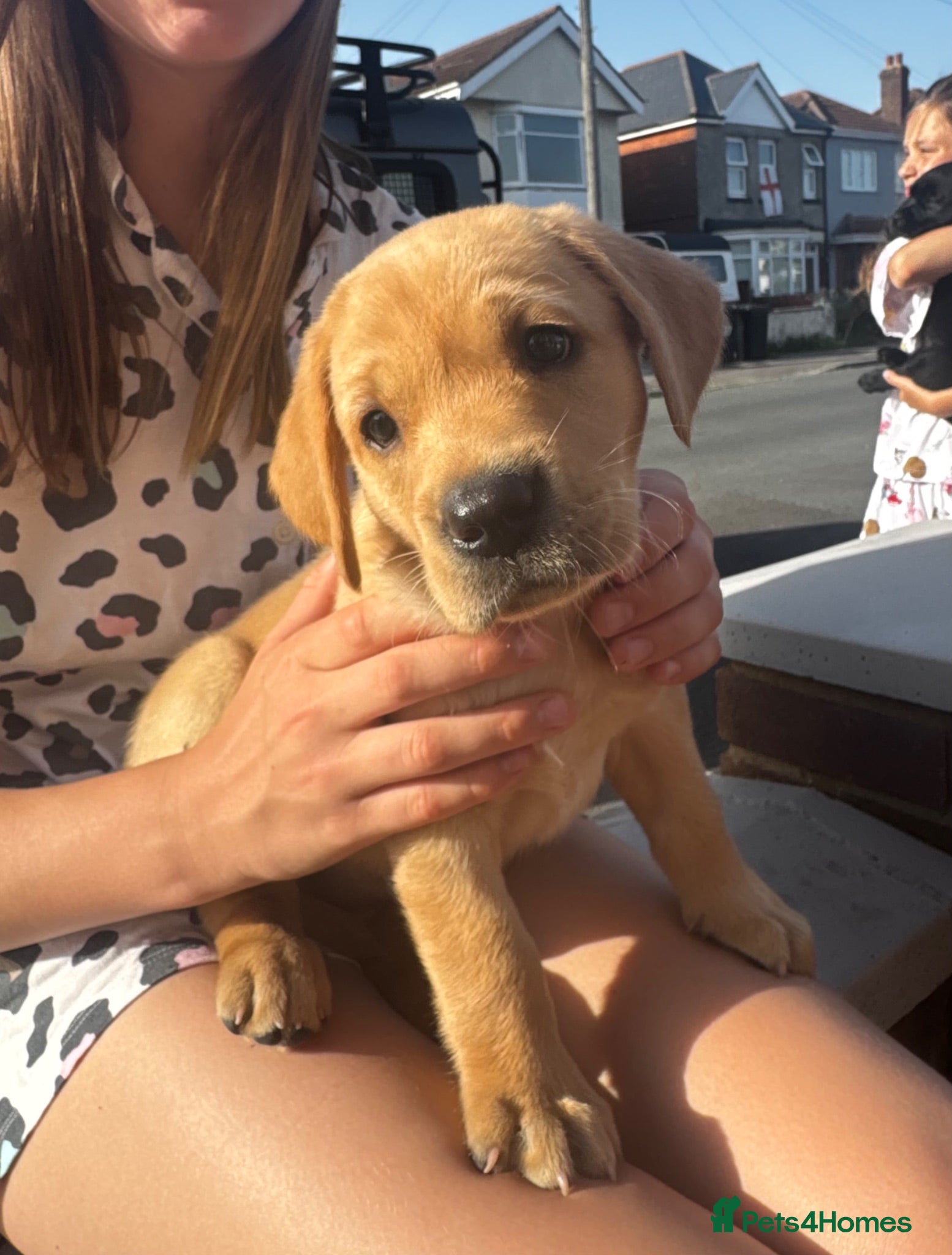 Labrador Retriever dogs 1 beautiful black boy and fox red girl - Labrador - Advert 4
