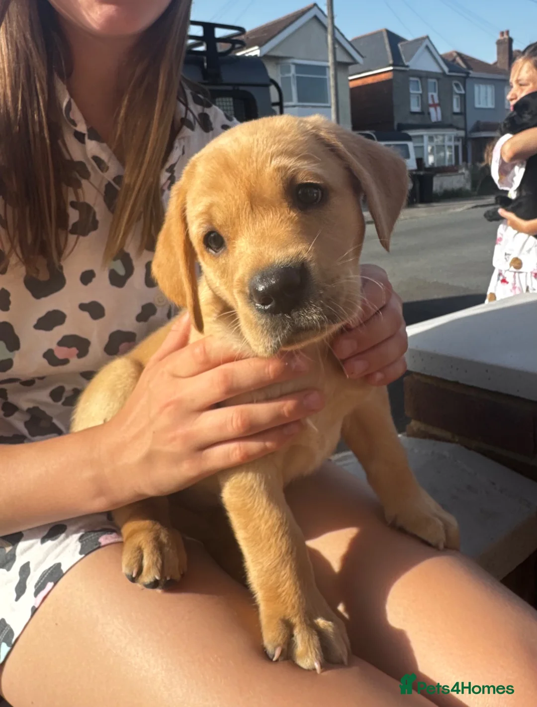 Labrador Retriever dogs for sale: 1 beautiful black boy and fox red girl - Labrador - Advert 1