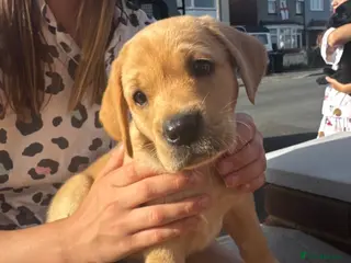 Labrador Retriever dogs 1 beautiful black boy and fox red girl - Labrador - Advert 4