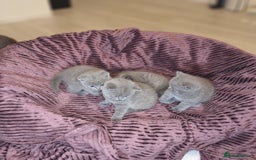 British Shorthair cats for sale: ✨British Shorthair Kittens looking for new family✨ - Advert 13