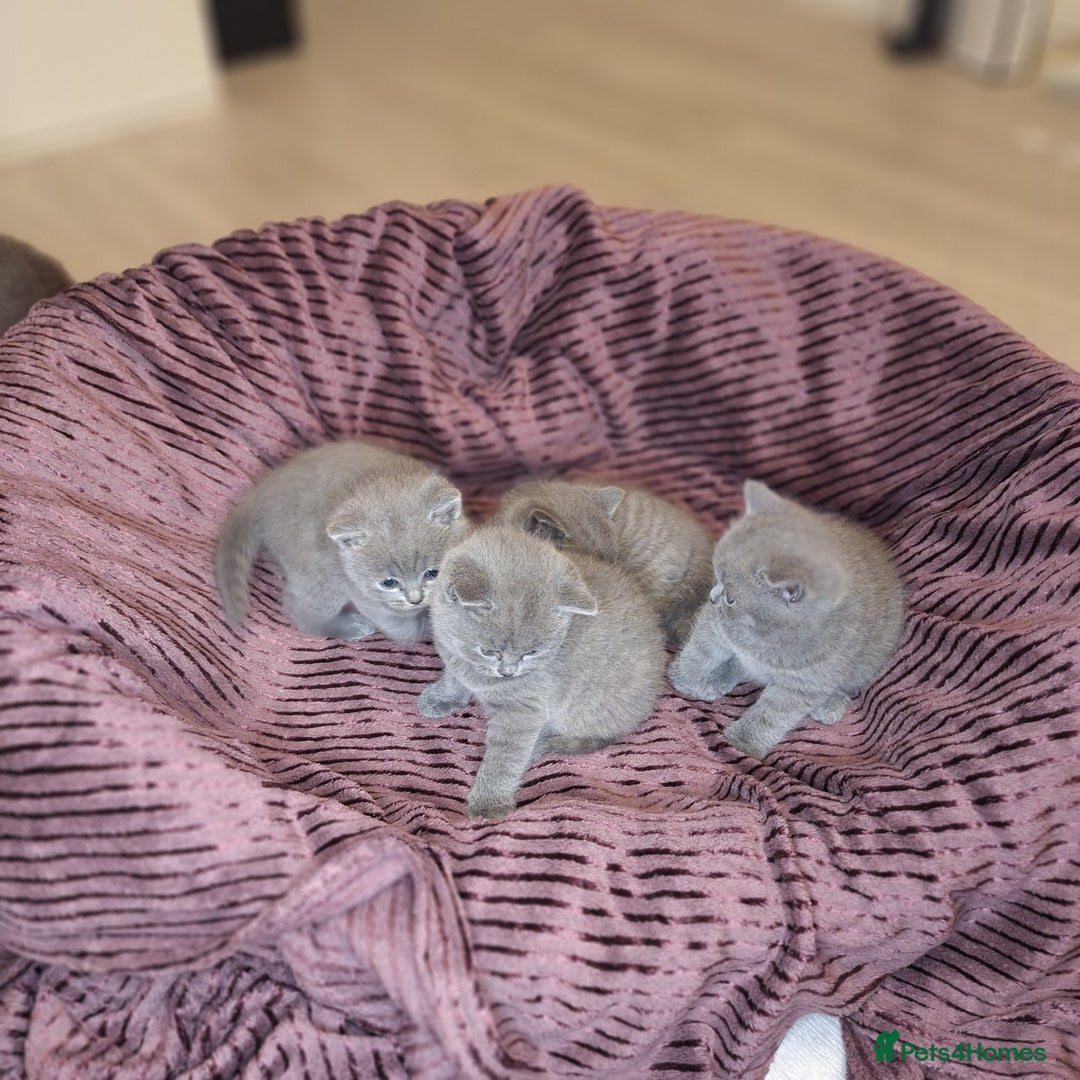 British Shorthair cats for sale: ✨British Shorthair Kittens looking for new family✨ - Advert 13