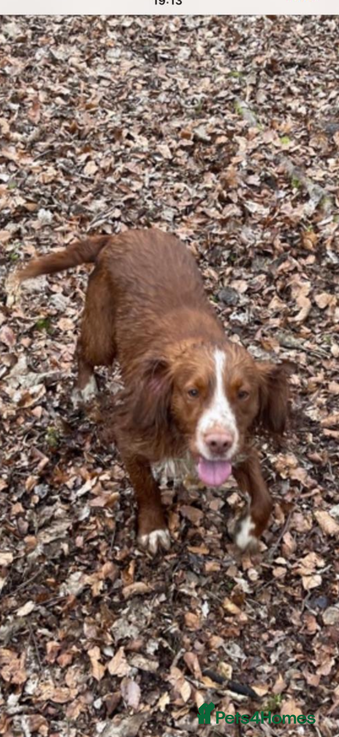 Cocker Spaniel dogs for sale: Stunning working cocker spaniels - Advert 6