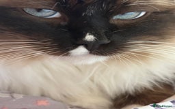 Ragdoll cats for stud: Beautiful Ragdolls ready for a date - Image 10