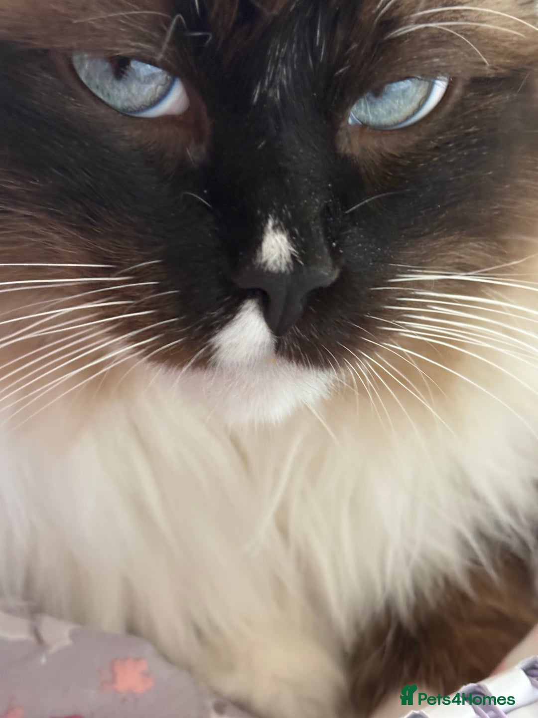 Ragdoll cats for stud: Beautiful Ragdolls ready for a date - Image 10