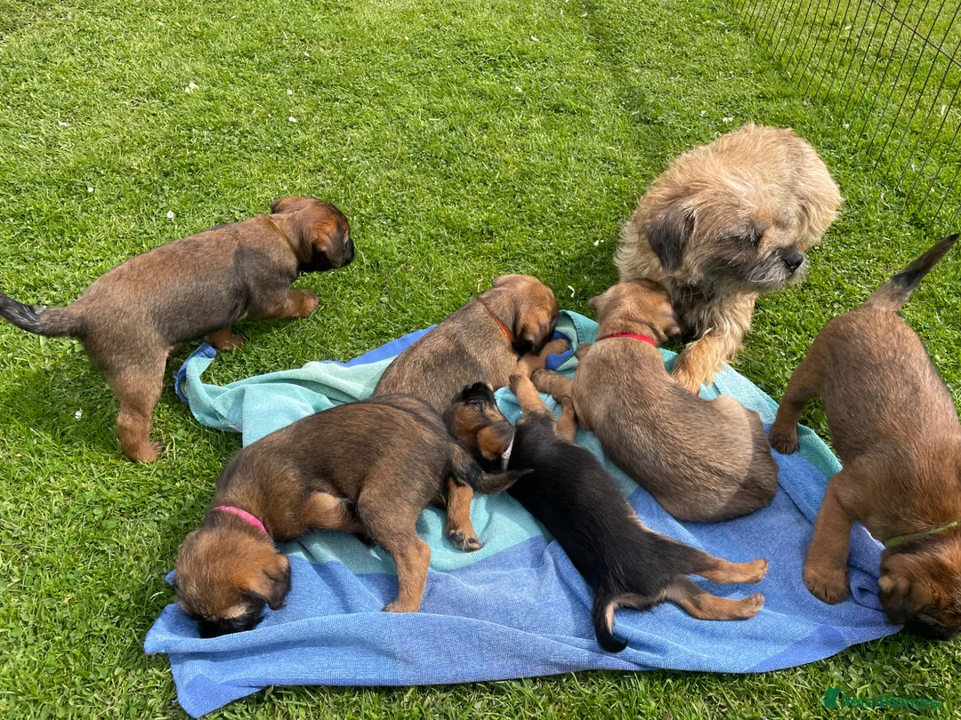 Border Terrier dogs for sale: Beautiful Border terrier pups - Advert 1