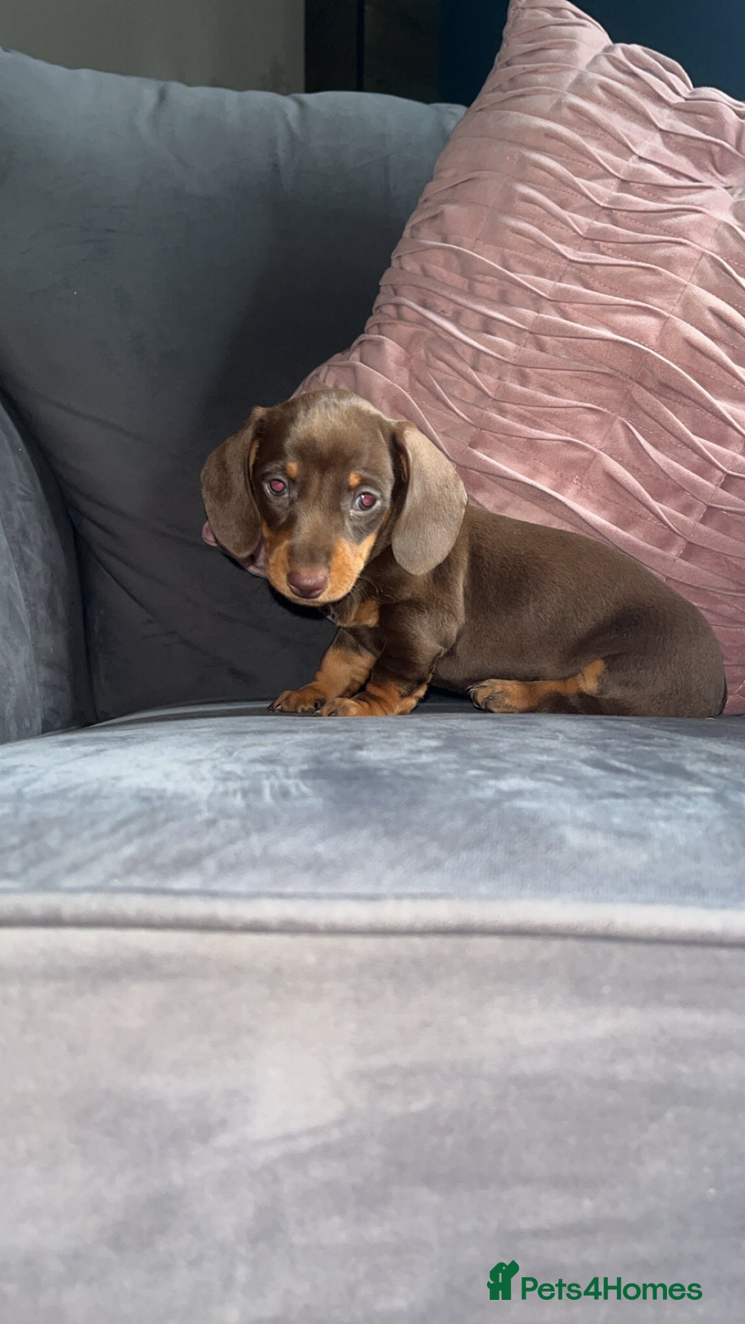Miniature Dachshund dogs for sale: 5 gorgeous mini dachshund puppies - Image 9