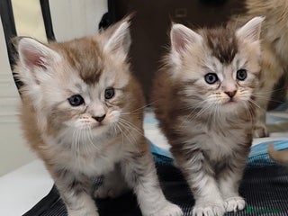 Maine Coon cats - Advert 2