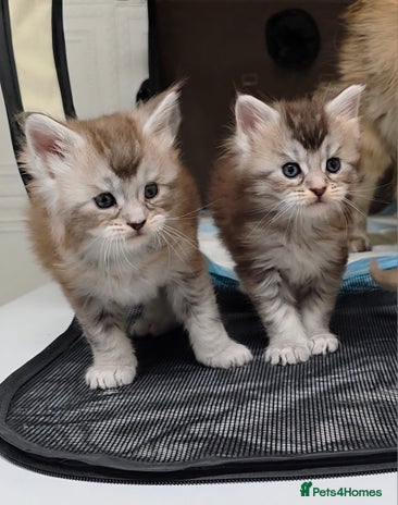 Maine Coon cats - Advert 13