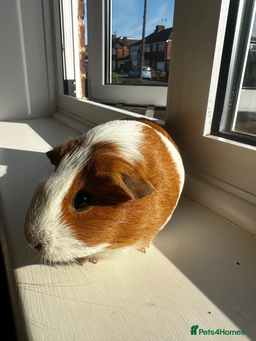 Guinea Pig rodents for sale: Two Friendly Guinea Pigs Looking for a Loving Home in Enfield - Advert 2