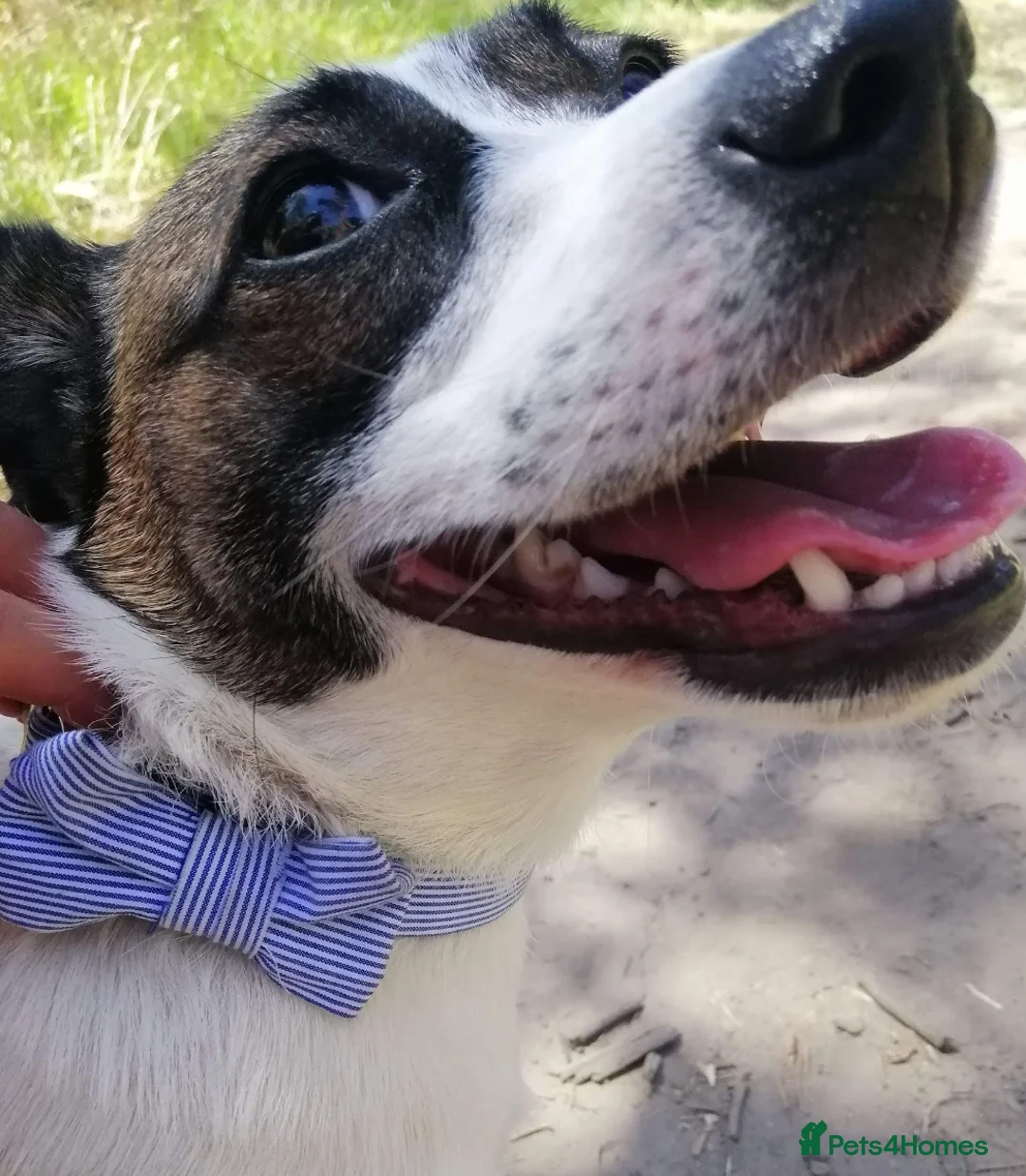 Jack Chi dogs for sale: Huckleberry and Mia looking for a new home x  - Advert 2