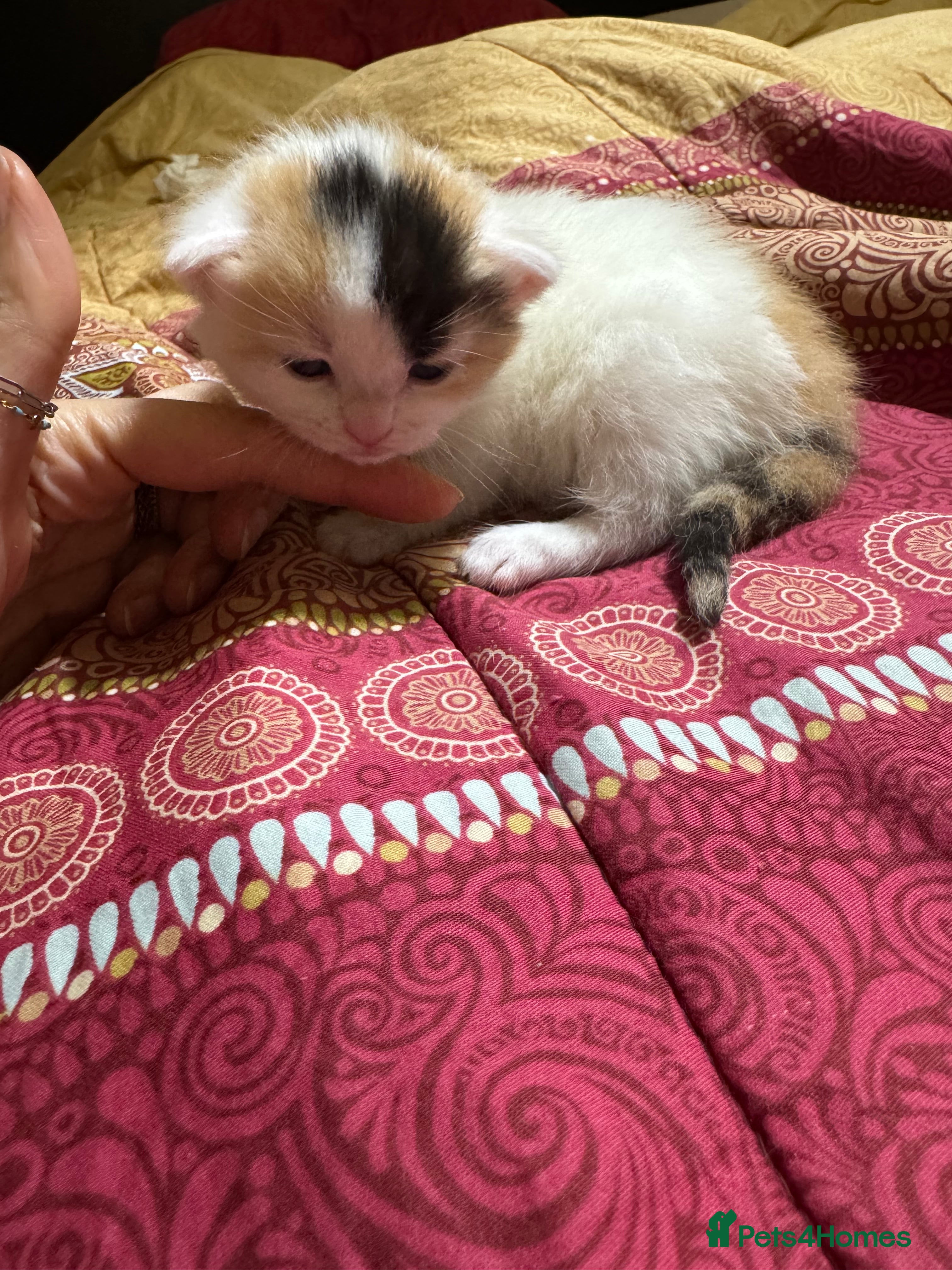 Mixed Breed cats Cute 4 kittens looking for loving home - Advert 8